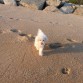 Su primera visita a la playa!!